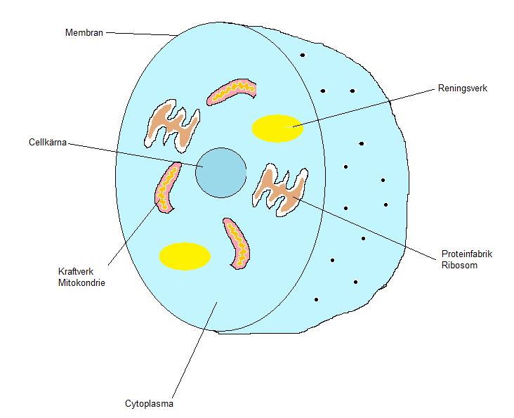 cellens delar och funktioner en